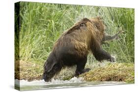 Brown Bear on River Bank-MaryAnn McDonald-Stretched Canvas