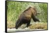 Brown Bear on River Bank-MaryAnn McDonald-Framed Stretched Canvas