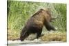 Brown Bear on River Bank-MaryAnn McDonald-Stretched Canvas