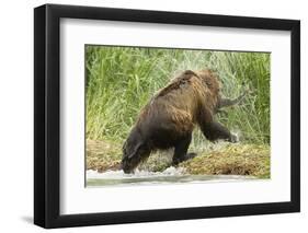 Brown Bear on River Bank-MaryAnn McDonald-Framed Photographic Print