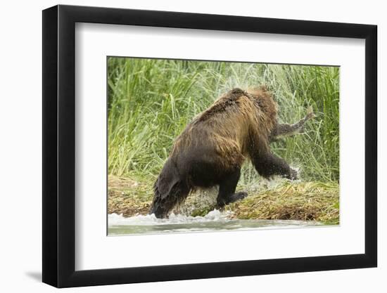 Brown Bear on River Bank-MaryAnn McDonald-Framed Photographic Print