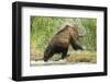 Brown Bear on River Bank-MaryAnn McDonald-Framed Photographic Print