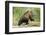 Brown Bear on River Bank-MaryAnn McDonald-Framed Photographic Print