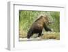 Brown Bear on River Bank-MaryAnn McDonald-Framed Photographic Print