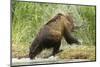 Brown Bear on River Bank-MaryAnn McDonald-Mounted Photographic Print