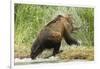 Brown Bear on River Bank-MaryAnn McDonald-Framed Photographic Print