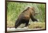 Brown Bear on River Bank-MaryAnn McDonald-Framed Photographic Print