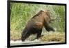 Brown Bear on River Bank-MaryAnn McDonald-Framed Photographic Print