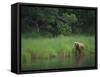 Brown Bear on Riverbank-DLILLC-Framed Stretched Canvas