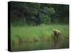 Brown Bear on Riverbank-DLILLC-Stretched Canvas