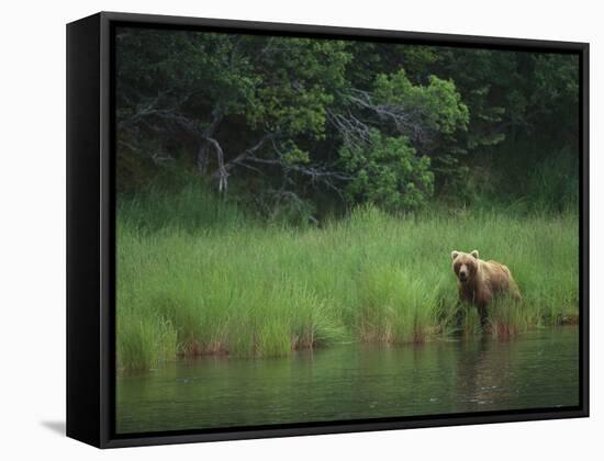 Brown Bear on Riverbank-DLILLC-Framed Stretched Canvas