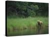 Brown Bear on Riverbank-DLILLC-Stretched Canvas