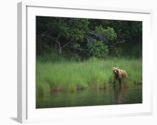 Brown Bear on Riverbank-DLILLC-Framed Photographic Print