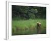 Brown Bear on Riverbank-DLILLC-Framed Photographic Print