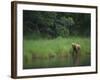 Brown Bear on Riverbank-DLILLC-Framed Photographic Print