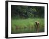 Brown Bear on Riverbank-DLILLC-Framed Photographic Print