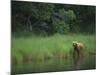 Brown Bear on Riverbank-DLILLC-Mounted Photographic Print