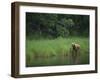 Brown Bear on Riverbank-DLILLC-Framed Photographic Print