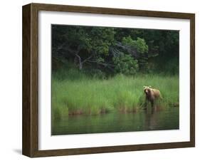 Brown Bear on Riverbank-DLILLC-Framed Photographic Print