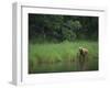 Brown Bear on Riverbank-DLILLC-Framed Photographic Print