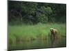 Brown Bear on Riverbank-DLILLC-Mounted Photographic Print