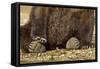 Brown Bear Paws, Katmai National Park, Alaska-Paul Souders-Framed Stretched Canvas