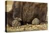 Brown Bear Paws, Katmai National Park, Alaska-Paul Souders-Stretched Canvas