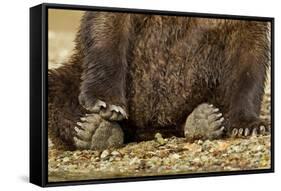 Brown Bear Paws, Katmai National Park, Alaska-Paul Souders-Framed Stretched Canvas