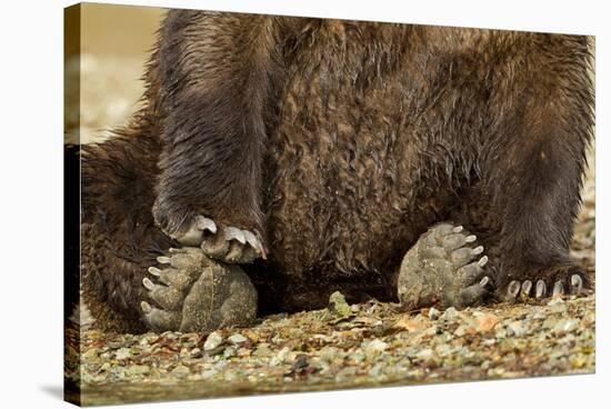Brown Bear Paws, Katmai National Park, Alaska-Paul Souders-Stretched Canvas