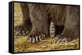 Brown Bear Paws, Katmai National Park, Alaska-Paul Souders-Framed Stretched Canvas