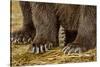 Brown Bear Paws, Katmai National Park, Alaska-Paul Souders-Stretched Canvas