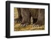 Brown Bear Paws, Katmai National Park, Alaska-Paul Souders-Framed Photographic Print