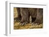 Brown Bear Paws, Katmai National Park, Alaska-Paul Souders-Framed Photographic Print