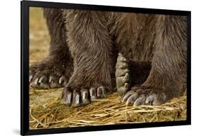 Brown Bear Paws, Katmai National Park, Alaska-Paul Souders-Framed Photographic Print