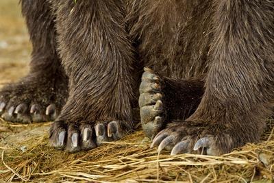 Brown Bear Paws, Katmai National Park 