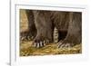 Brown Bear Paws, Katmai National Park, Alaska-Paul Souders-Framed Photographic Print