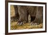 Brown Bear Paws, Katmai National Park, Alaska-Paul Souders-Framed Photographic Print