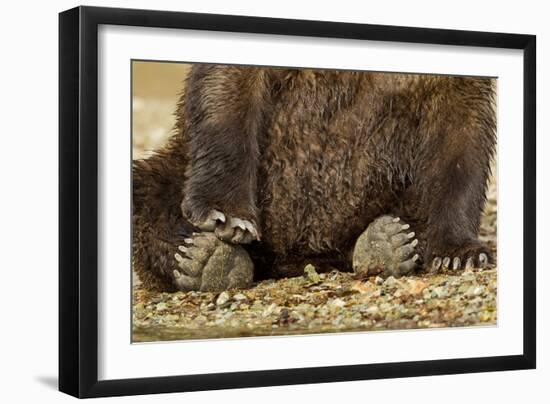 Brown Bear Paws, Katmai National Park, Alaska-Paul Souders-Framed Photographic Print