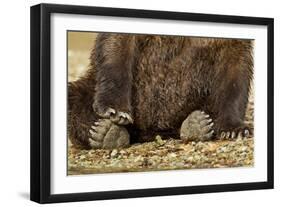 Brown Bear Paws, Katmai National Park, Alaska-Paul Souders-Framed Photographic Print