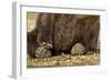 Brown Bear Paws, Katmai National Park, Alaska-Paul Souders-Framed Photographic Print