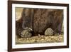 Brown Bear Paws, Katmai National Park, Alaska-Paul Souders-Framed Photographic Print