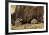 Brown Bear Paws, Katmai National Park, Alaska-Paul Souders-Framed Photographic Print