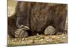 Brown Bear Paws, Katmai National Park, Alaska-Paul Souders-Mounted Photographic Print