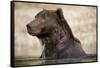 Brown Bear Resting in Stream at Kinak Bay-Paul Souders-Framed Stretched Canvas