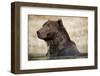Brown Bear Resting in Stream at Kinak Bay-Paul Souders-Framed Photographic Print