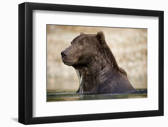 Brown Bear Resting in Stream at Kinak Bay-Paul Souders-Framed Photographic Print