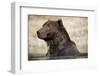 Brown Bear Resting in Stream at Kinak Bay-Paul Souders-Framed Photographic Print