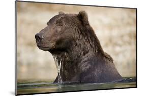 Brown Bear Resting in Stream at Kinak Bay-Paul Souders-Mounted Photographic Print