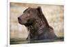 Brown Bear Resting in Stream at Kinak Bay-Paul Souders-Framed Photographic Print