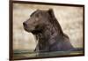 Brown Bear Resting in Stream at Kinak Bay-Paul Souders-Framed Photographic Print